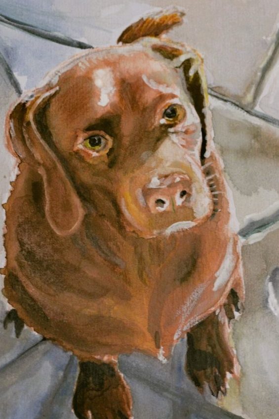 Labrador Huendin braun, Aquarell, Daniela A. Weißmann
